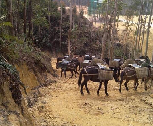 海南马帮山路运输