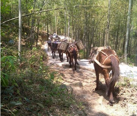 海南马帮运输电话