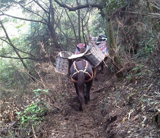 海南马帮运输公司