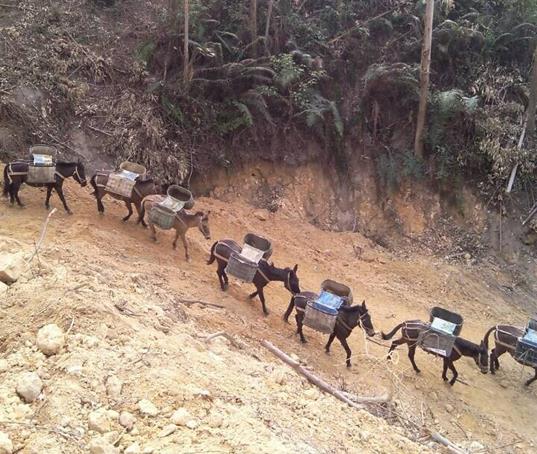 海南山路马帮运输