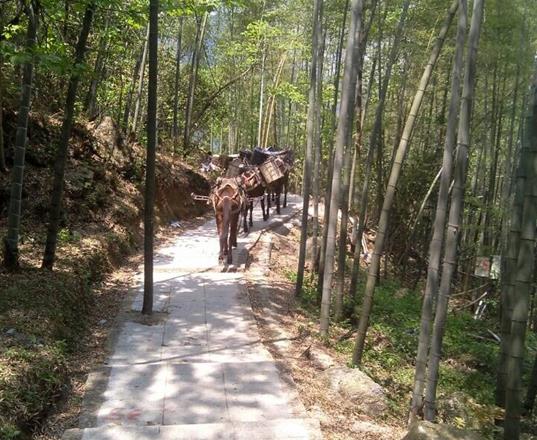 海南马队运输公司