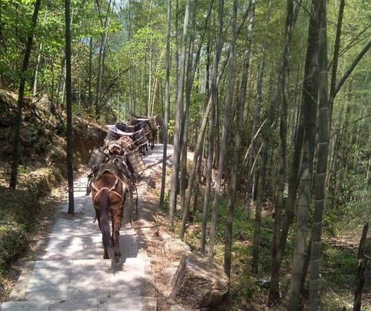 海南山路马队运输