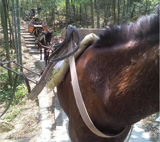 海南骡马队运输