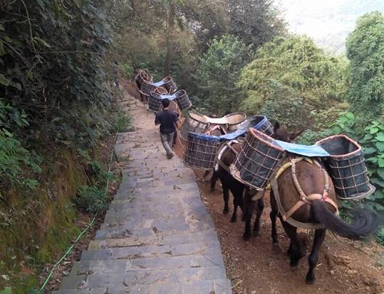 海南骡马运输电话