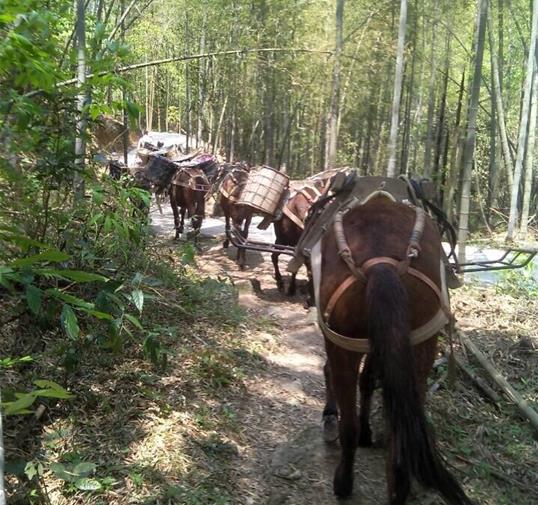 海南骡马运输公司