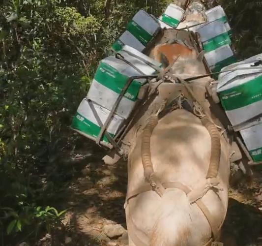 海南骡马山路运输