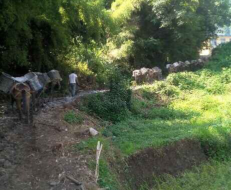 海南马帮运输队