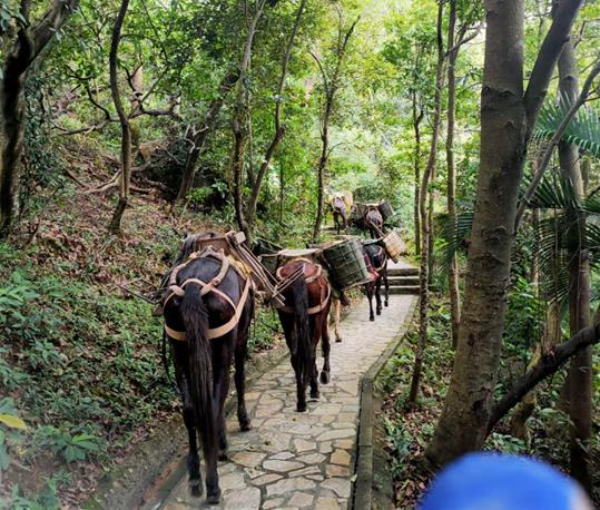 海南马队运输电话