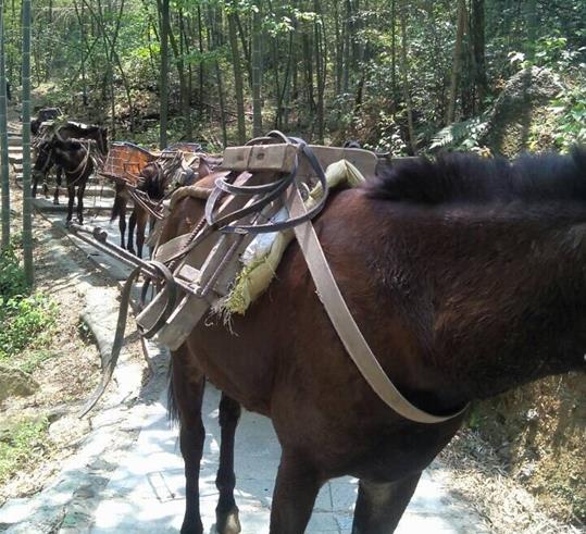 海南山路骡马运输