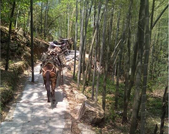 海南山区骡马运输