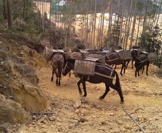 海南山区马队运输